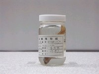 藏品(美擬鱸)的圖片